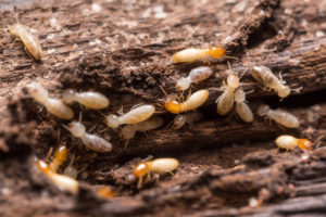 termites bois